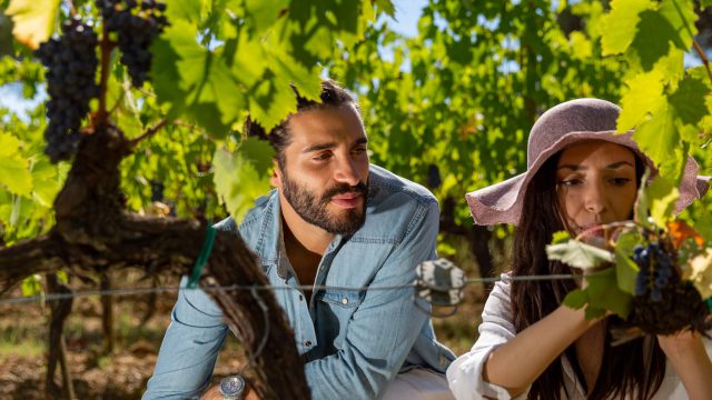 A scuola di vino